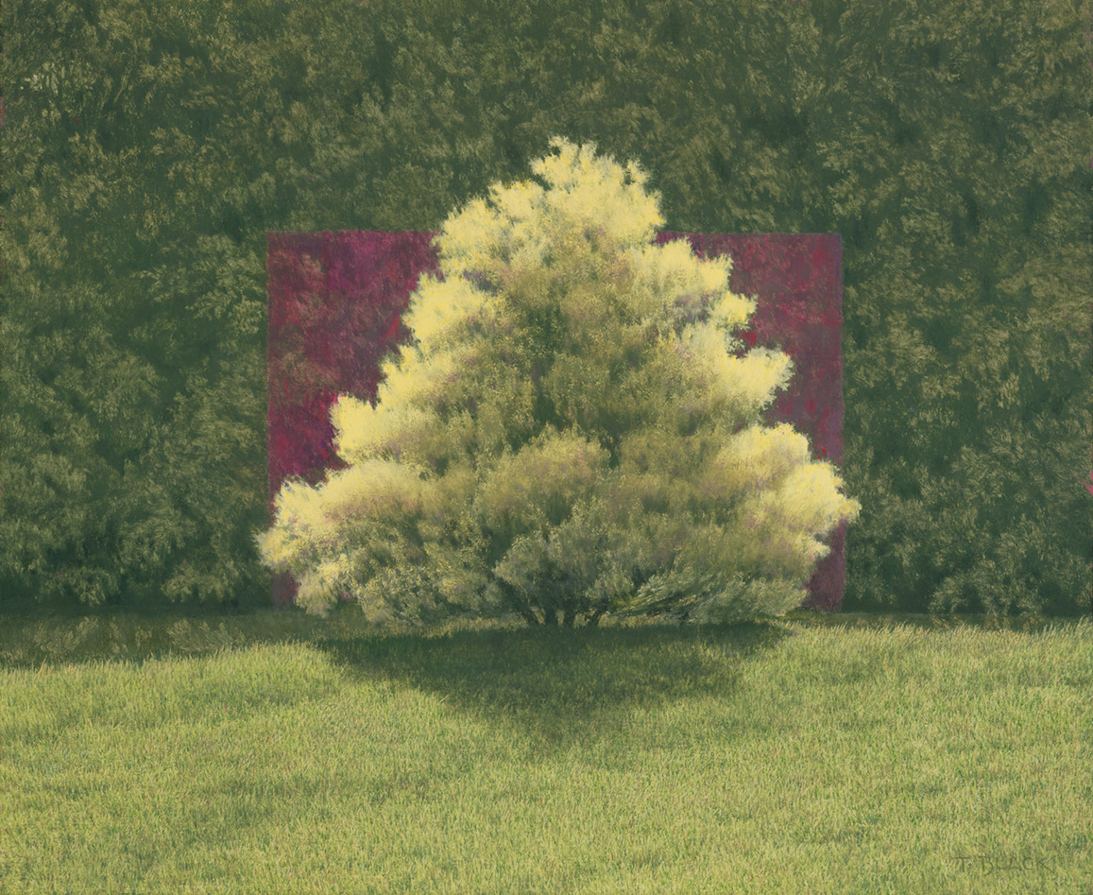 Painting Title - Untitled | Terry Black